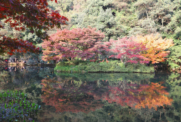 “浙里”的秋景正当时，周末杭州及周边赏秋游