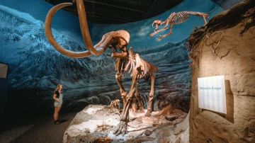 Royal Tyrrell Museum