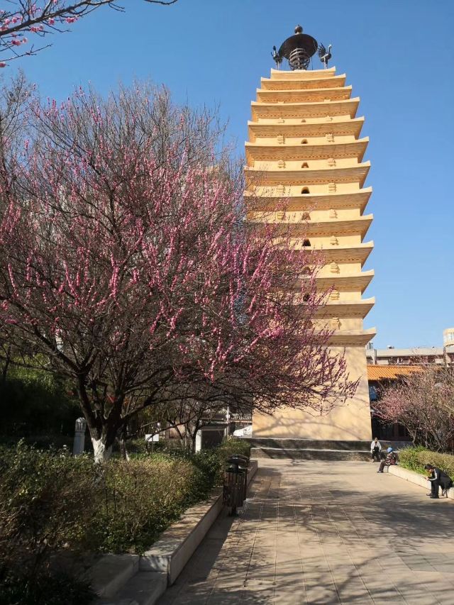 东寺塔茶花园旅行图片 2