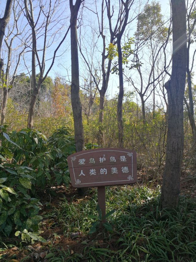 新江湾湿地生态观鸟拍鸟基地旅行图片 14