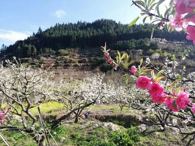 九峰镇花海旅行图片 3