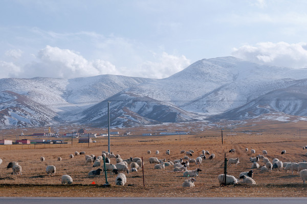 西北游记 / 冬季徒搭青海湖,与雪山羊群作伴【附实用攻略+小众景点+路线图】