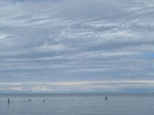 青海湖鸟岛景区(不对外开放)旅行图片 3