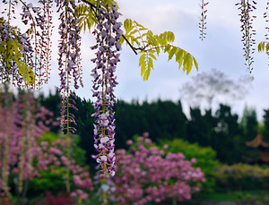 嘉定区游记图文-漫游上海 —— 嘉定的那些花儿，那些园子，那条街