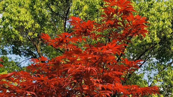 界首市潁南植物園