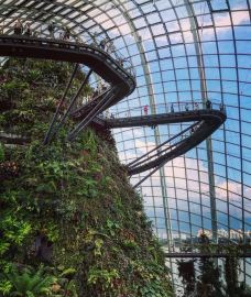 云雾林-新加坡-YoYo_8R3Q6S4A