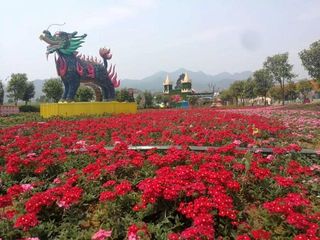 昆明周边游，一路向东去罗平，童心连连玩转五一小长假！