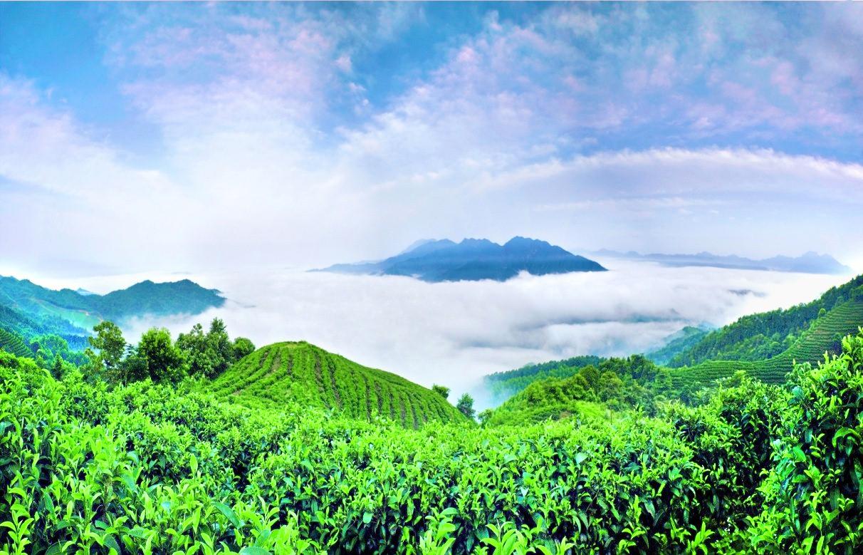 南山茶海景区