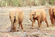 Nairobi Education Centre - Animal Orphanage景点图片