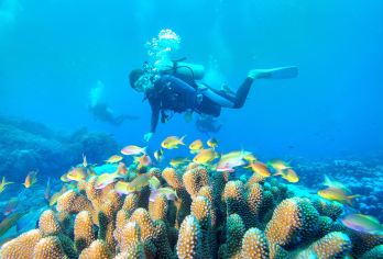 南山海上观音+大东海潜水一日游【专车接送】【热门景点和特色体验项目组合，游玩更轻松有趣。】