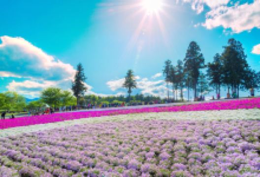 羊山公园景点图片