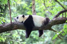 中国大熊猫保护研究中心雅安基地-雅安