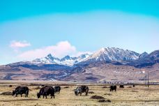 理塘草原-理塘