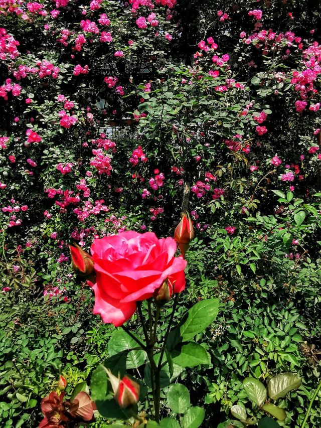 南岭植物园旅行图片 7