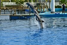瓦伦西亚海洋公园-瓦伦西亚-乖小咪