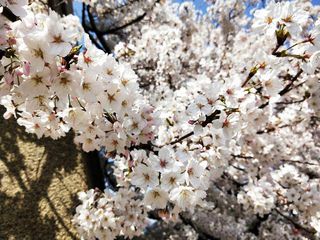 花开有时，明年在日本等你