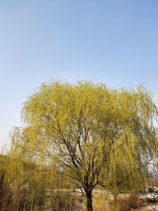 万寿公园-北京-YoYo_2W2Q3L5U