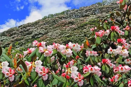 迎来最美！杜鹃花攻占阿坝州，最新实拍赏花地图拿去！