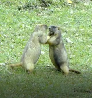 【泰旅攻略】万只旱獭齐卖萌?草原石城可太有意思了!