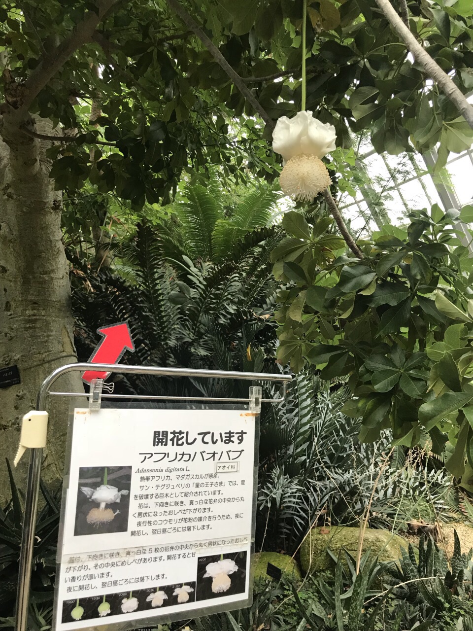 京都 京都府立植物園 評判 案内 トリップドットコム
