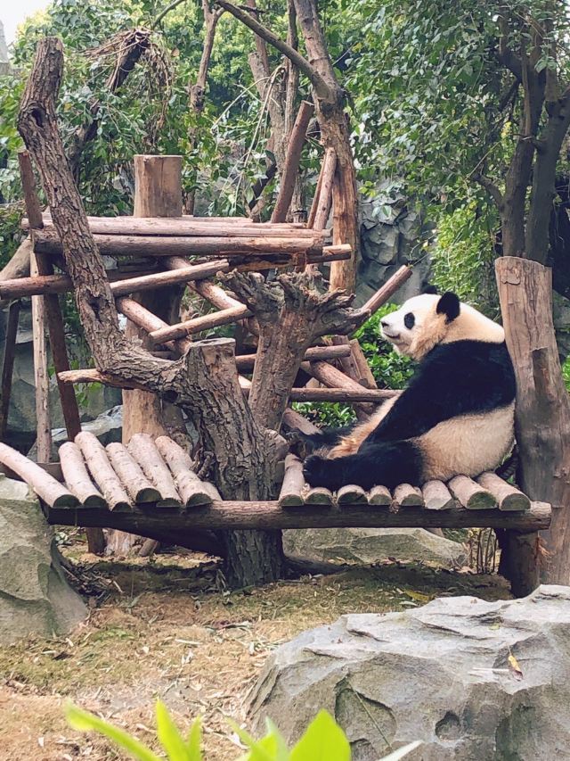 Chengdu Research Base of Giant Panda Breeding