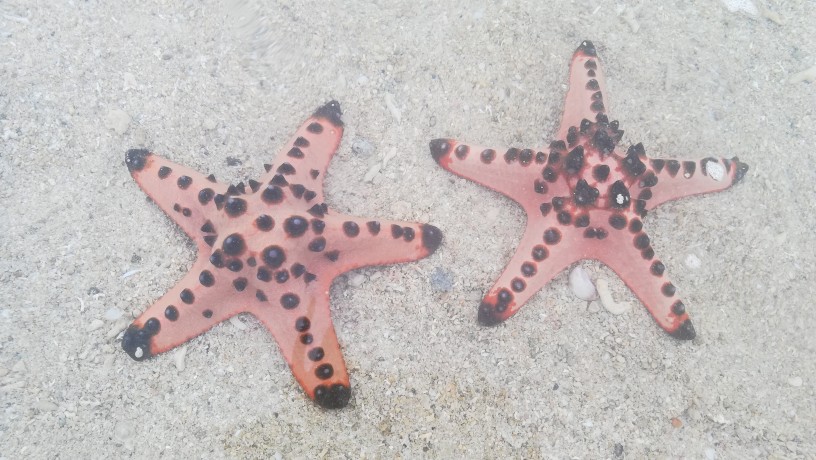 巴拉望 巴顿港跳岛游(包午餐700P！)与美丽的海星结缘