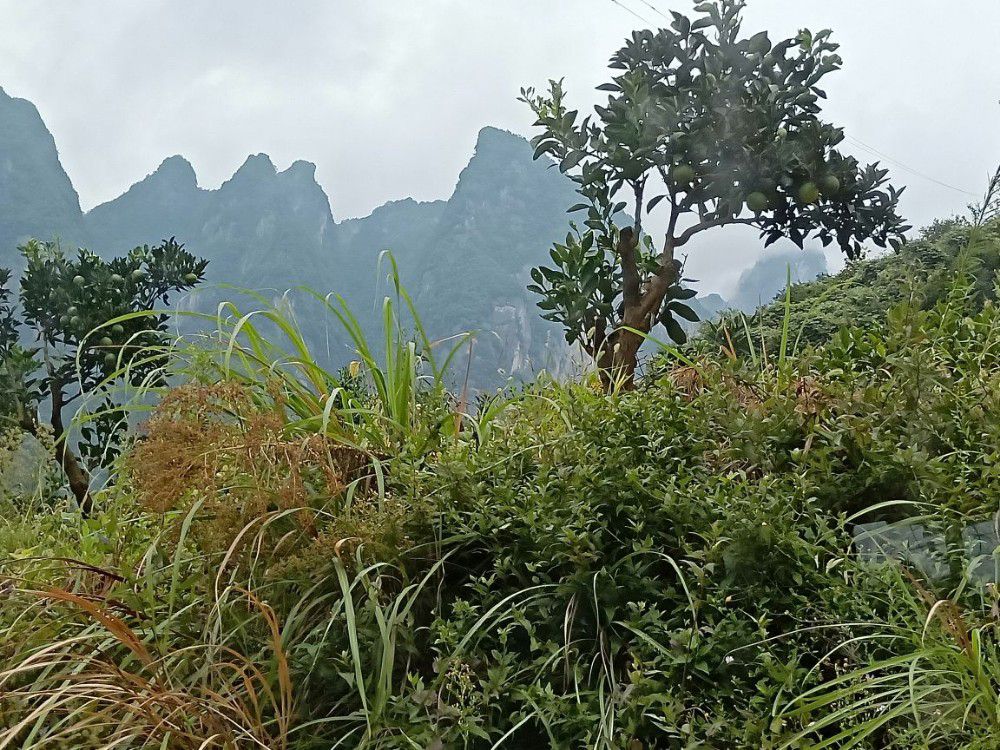 湖北山水之神农架