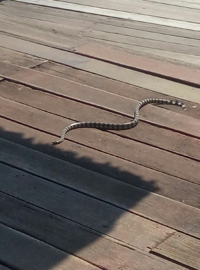 馬布島