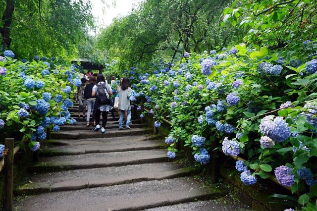 Meigetsu In Attractions 王怡嘉kamakura Travel Review Travel