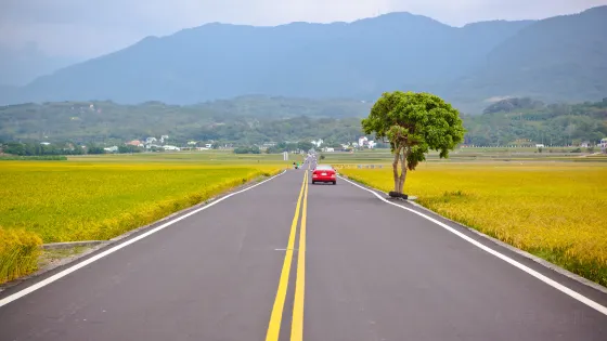 臺東池上錦新三號道路 伯朗大道