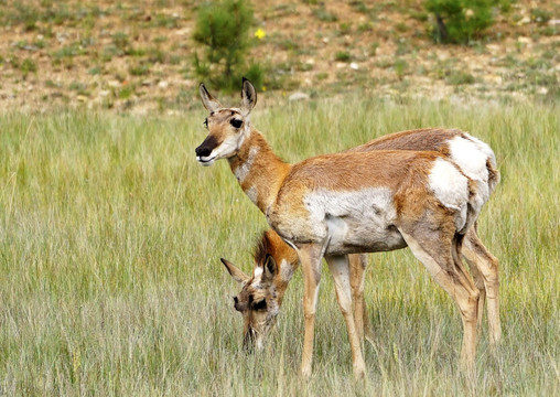 自由奔跑的鹿子