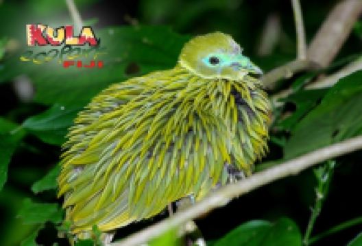 库拉生态公园景点图片