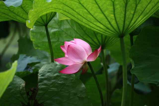 西湖