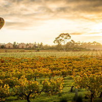 澳大利亚南澳大利亚阿德莱德奔富玛吉尔酒庄+沙普酒庄+Chateau Yaldara 1847 Wines一日游