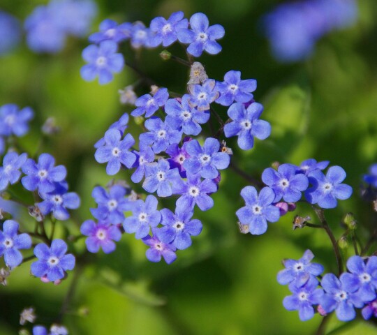 春花烂漫