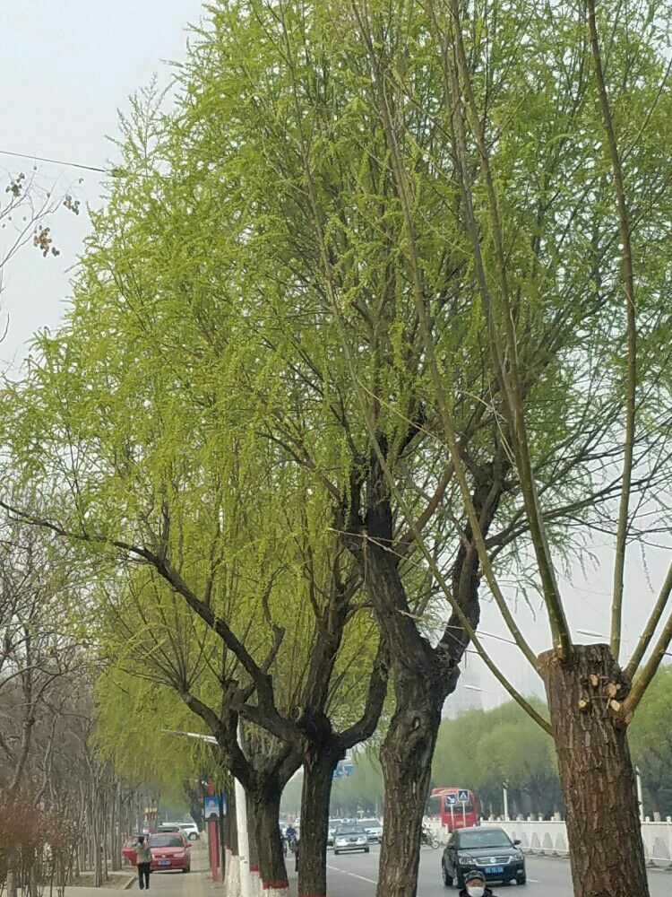 花红柳绿春来到，牛城处处景色新