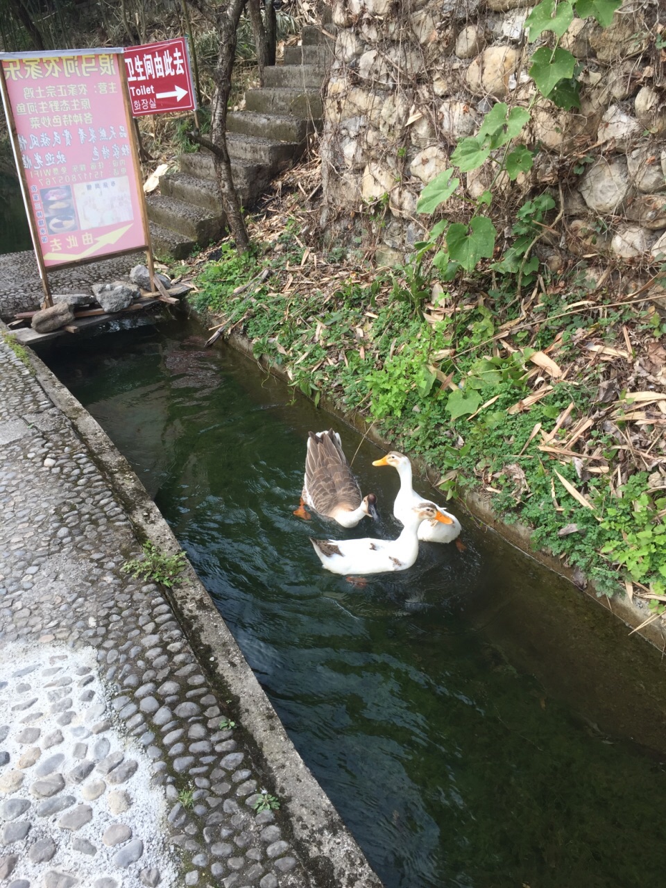 景区外赶鸭子