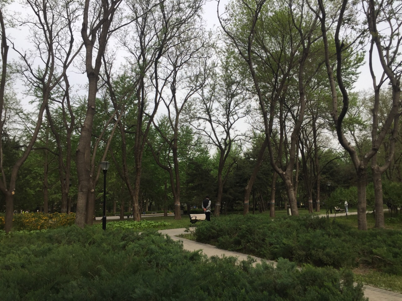 玲珑公园的春花 玲珑公园除了塔之外还有不少种花在盛开，这里是北京春天的景色，近期天气很好，空气质量不