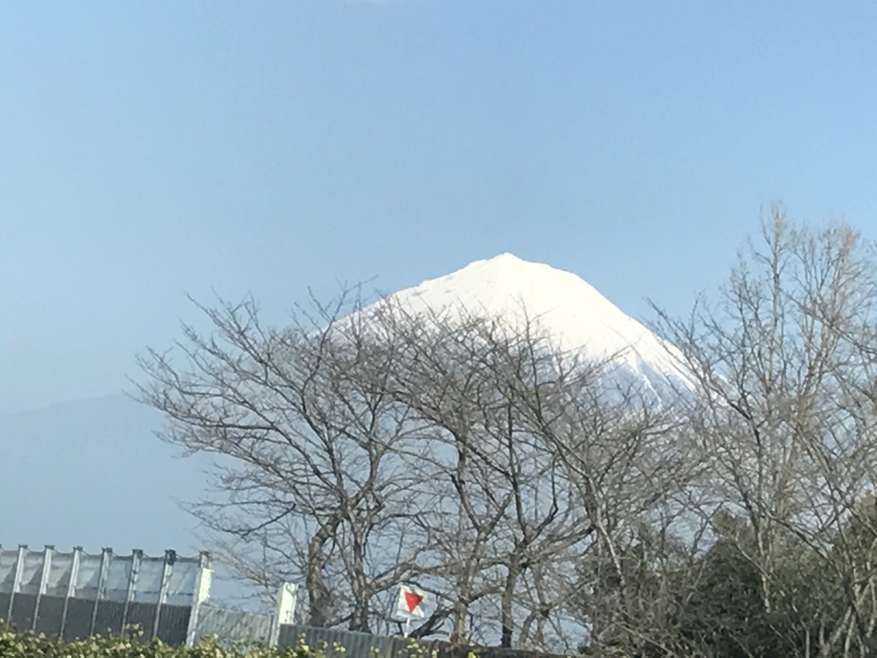 树梢上的富士山