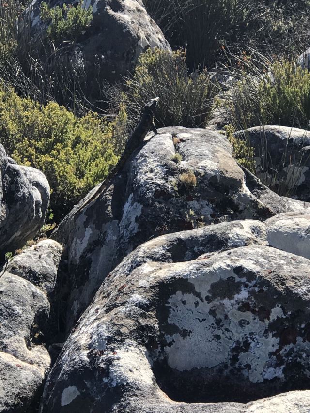Table Mountain