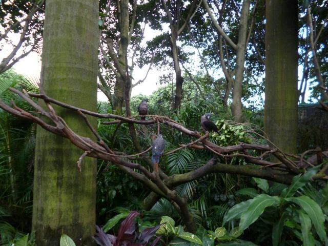 Chimelong Bird Park