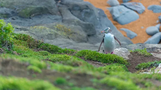 黃眼企鵝登陸地