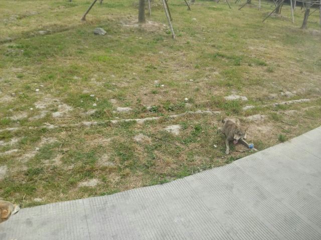 Shanghai Wild Animal Park