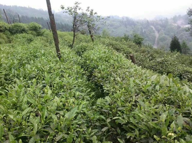 몽정산