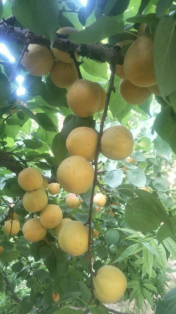 农家小院的大黄杏