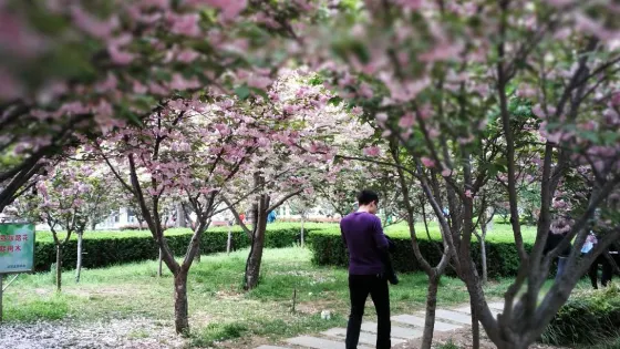 櫻花大道