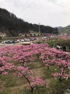 【携程攻略】义乌桃花坞图片,义乌桃花坞