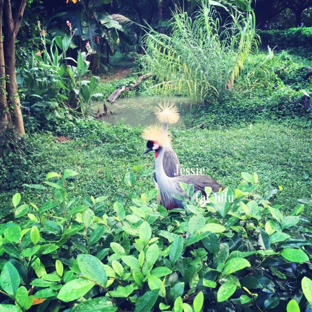 Chimelong Bird Park