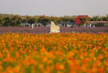 双楼花海景点图片