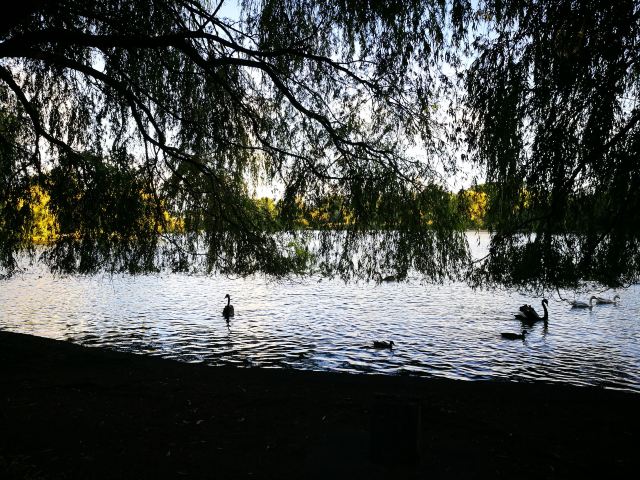 Western Springs Lakeside Park